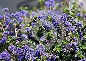Ceanothus `Centennial`, Centennial Ceanothus