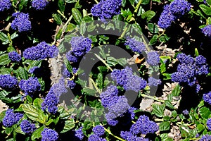 Ceanothus `Centennial`, Centennial Ceanothus