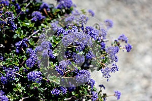 Ceanothus `Centennial`, Centennial Ceanothus
