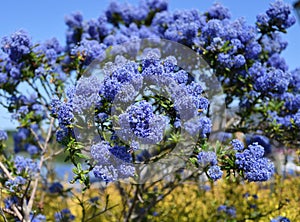 Ceanothus commonly known as California lilacs in bloom