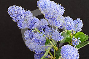 Ceanothus