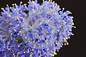 Ceanothus