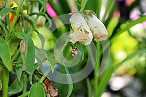 Ceanothus Giant Silk Moth Egg Cache On One Of Our Snap Dragons, Battle Ground, WA, USA