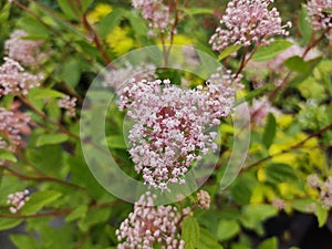 Ceanothus x pallidus 'Marie Simon'