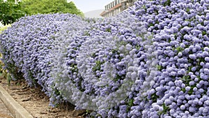 Ceanothus shrubs forming a complete hedge