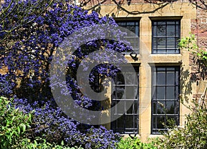 Ceanothus and Stone window