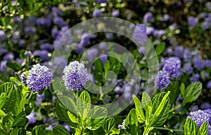 Ceanothus thyrsiflorus, known as blueblossom or blue blossom ceanothus, is an evergreen shrub in the genus Ceanothus