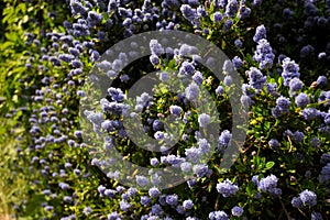 Ceanothus thyrsiflorus, known as blueblossom or blue blossom ceanothus, is an evergreen shrub in the genus Ceanothus that is endem