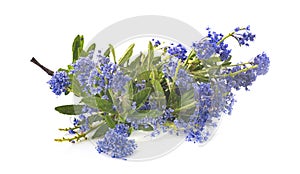 Ceanothus thyrsiflorus in studio