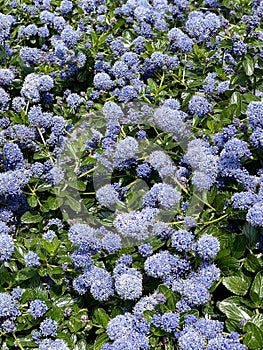 Ceanothus Yankee Point plant flowering with blue flowers.