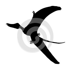 Cearadactylus vector silhouette isolated on white background. Dinosaurs bird symbol. photo