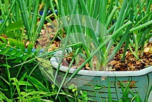 Cebollino Onion Plants growing on recycled baskets photo