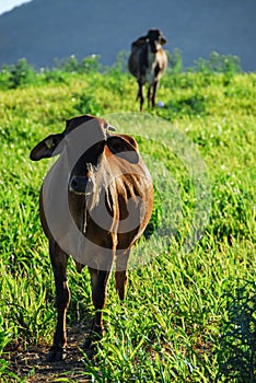 Cebu gyr cow in Mexico