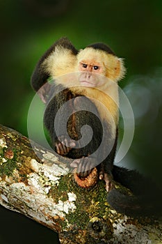 Cebus capucinus in gree tropic vegetation. White-headed Capuchin, black monkey sitting on the tree branch in the dark tropic fores