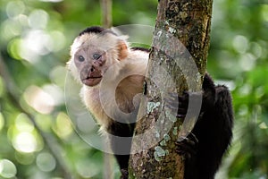 Cebus monkey