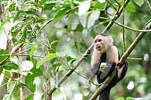 Cebus monkey in the jungle