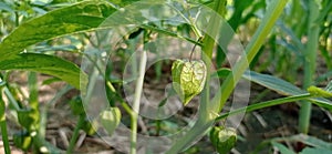 cecendet or ciplukan or ground cherry fruit
