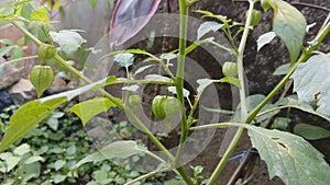 Cecenet fruit that grows well