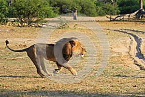 Cecil the Hwange Lion