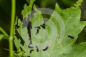 Cecropia Caterpillar First Instar - Hyalophora cecropia photo