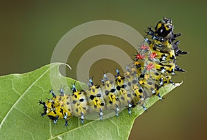 Cecropia caterpillar on leaf