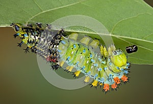 Cecropia caterpillar shedding
