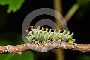 Cecropia Caterpillar Third Instar - Hyalophora cecropia