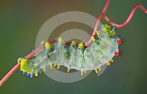 Cecropia caterpillar on vine photo