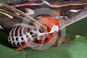 Cecropia close-up