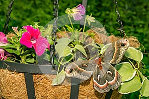 Cecropia Moth