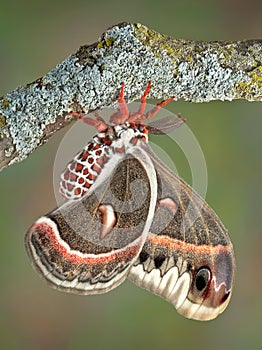 Cecropia moth on branch