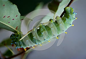 Cecropia moth caterpillar