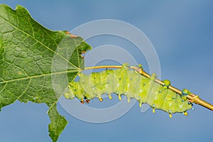 Cecropia Moth Caterpillar