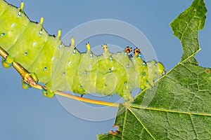 Cecropia Moth Caterpillar