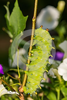 Cecropia Moth Caterpillar