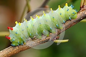 Cecropia Moth caterpillar, Hyalophora cecropia