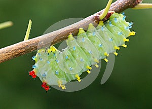 Cecropia Moth caterpillar, Hyalophora cecropia