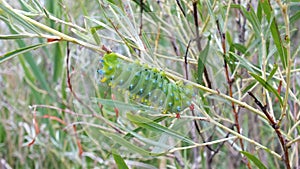 Cecropia Moth Caterpillar on a willow bush