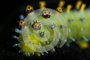 Cecropia Moth Caterpillar