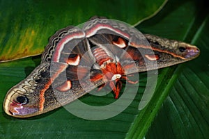 Cecropia Moth - Hyalophora cecropia