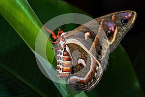 Cecropia Moth - Hyalophora cecropia