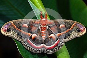 Cecropia Moth - Hyalophora cecropia