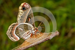 Cecropia Moth -Hyalophora cecropia