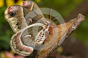 Cecropia Moth -Hyalophora cecropia