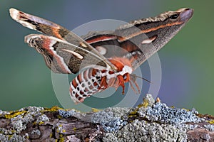 Cecropia moth landing on branch