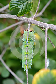 Cecropia Moth Larva