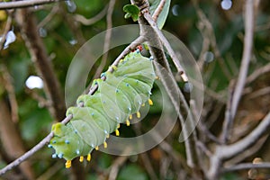 Cecropia Moth Larva