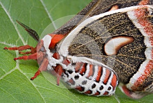 Cecropia moth on leaf