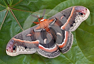 Cecropia moth on maple leaf