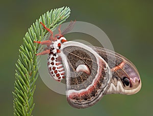 Cecropia moth on pine